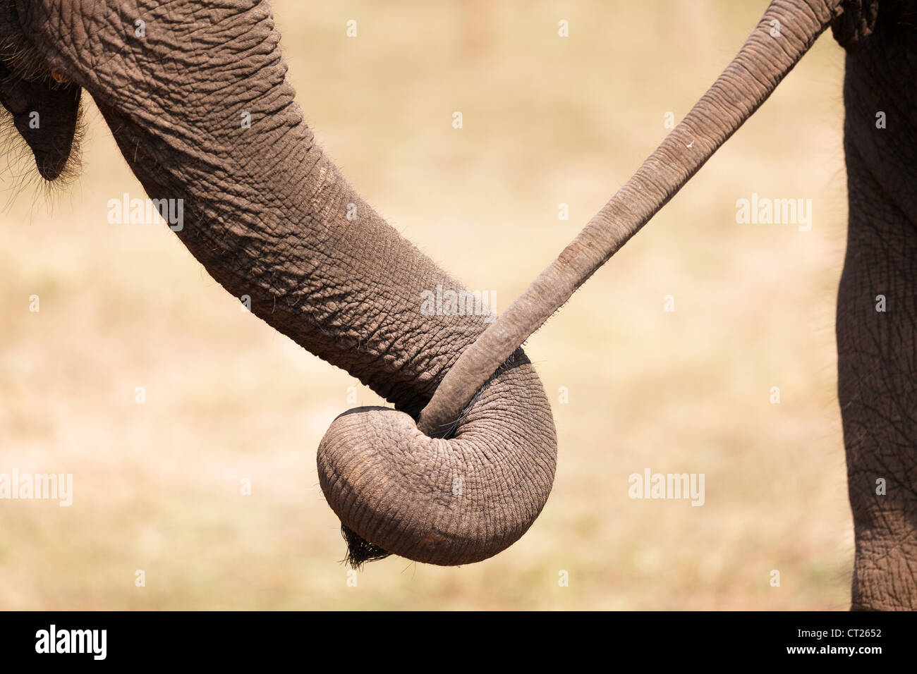 asian elephant couple embracing together Stock Photo