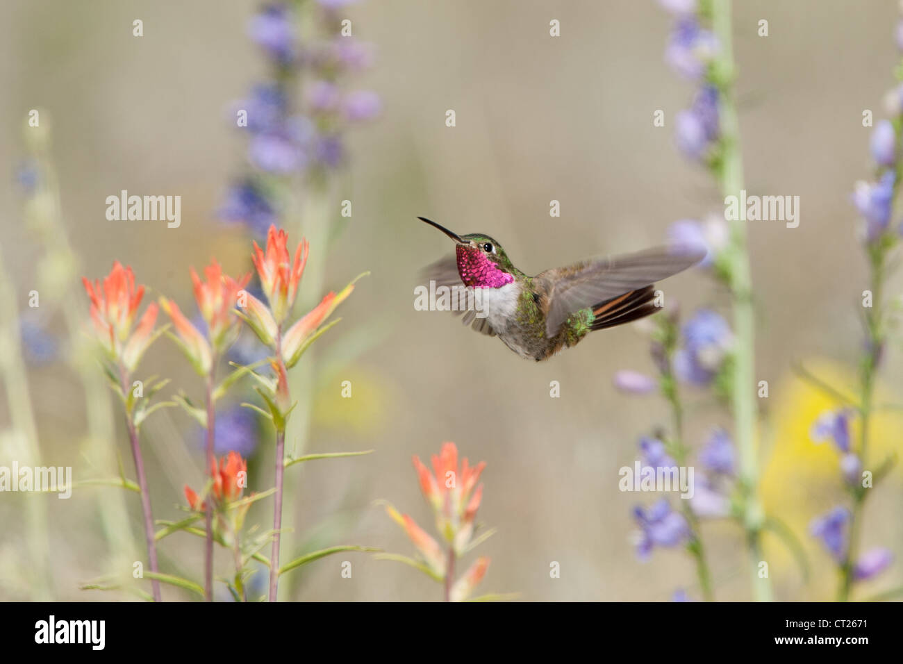 A Broad-tailed Hummingbird bird hovering in Penstemon and Indian Paintbrush flowers blooms blossoms seeking nectar Stock Photo