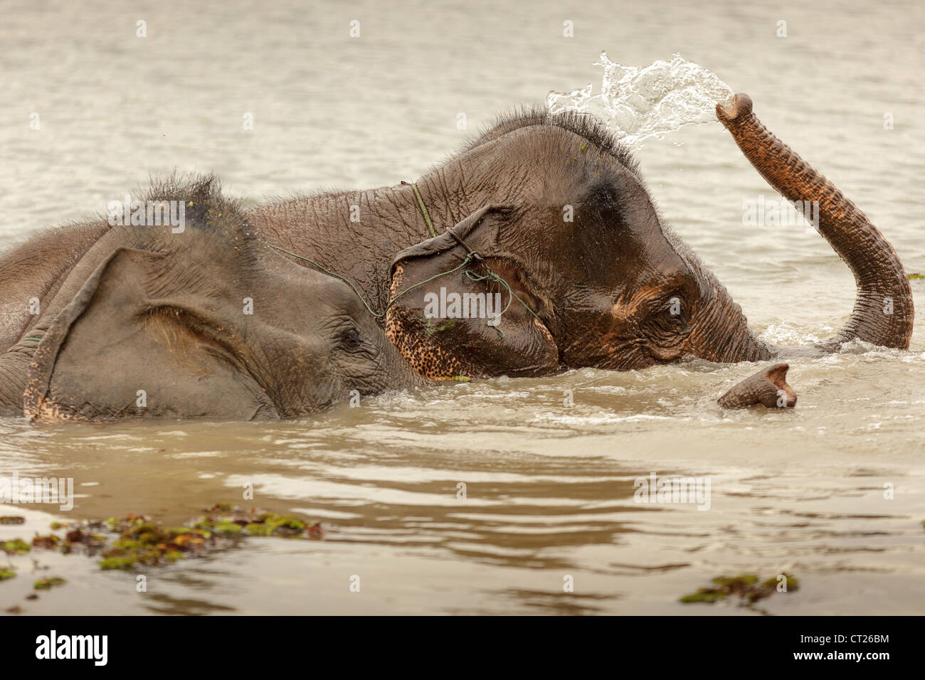 wild asian elephant bathing in lake, Laos Stock Photo