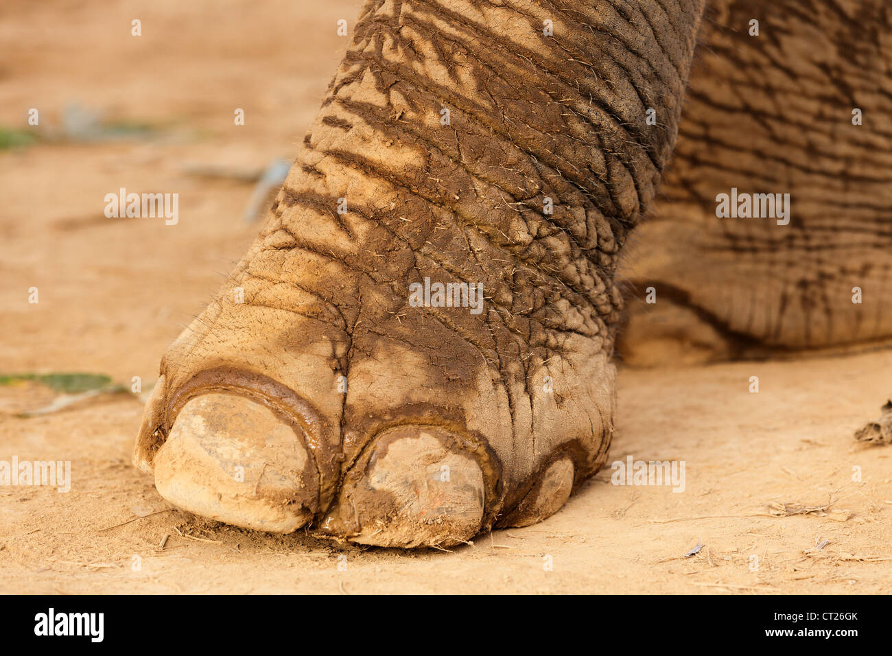 Elephant foot hires stock photography and images Alamy