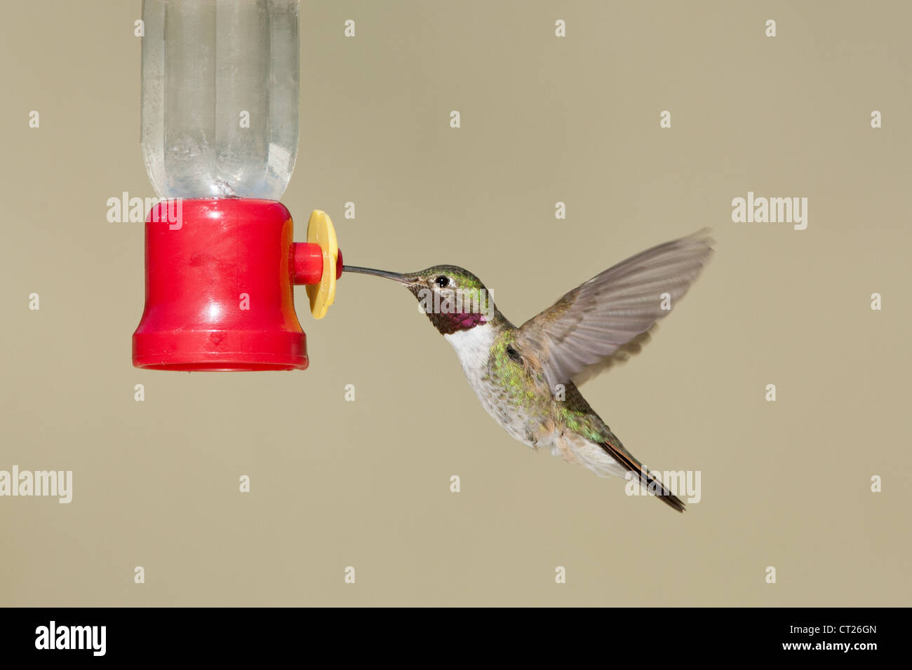 A Broadtailed Hummingbird getting nectar water at Feeder Stock Photo