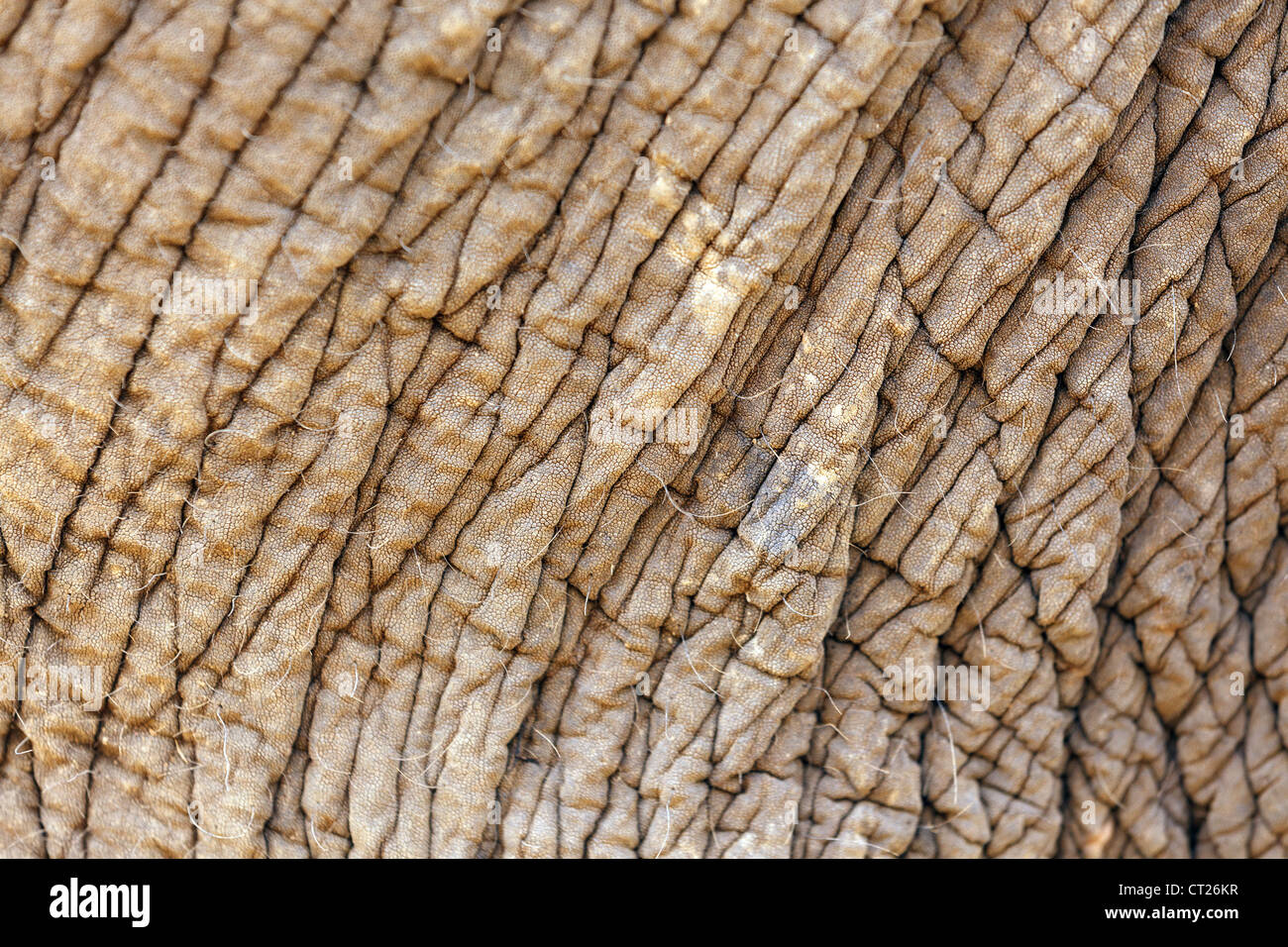 abstract closeup on elephant skin background Stock Photo