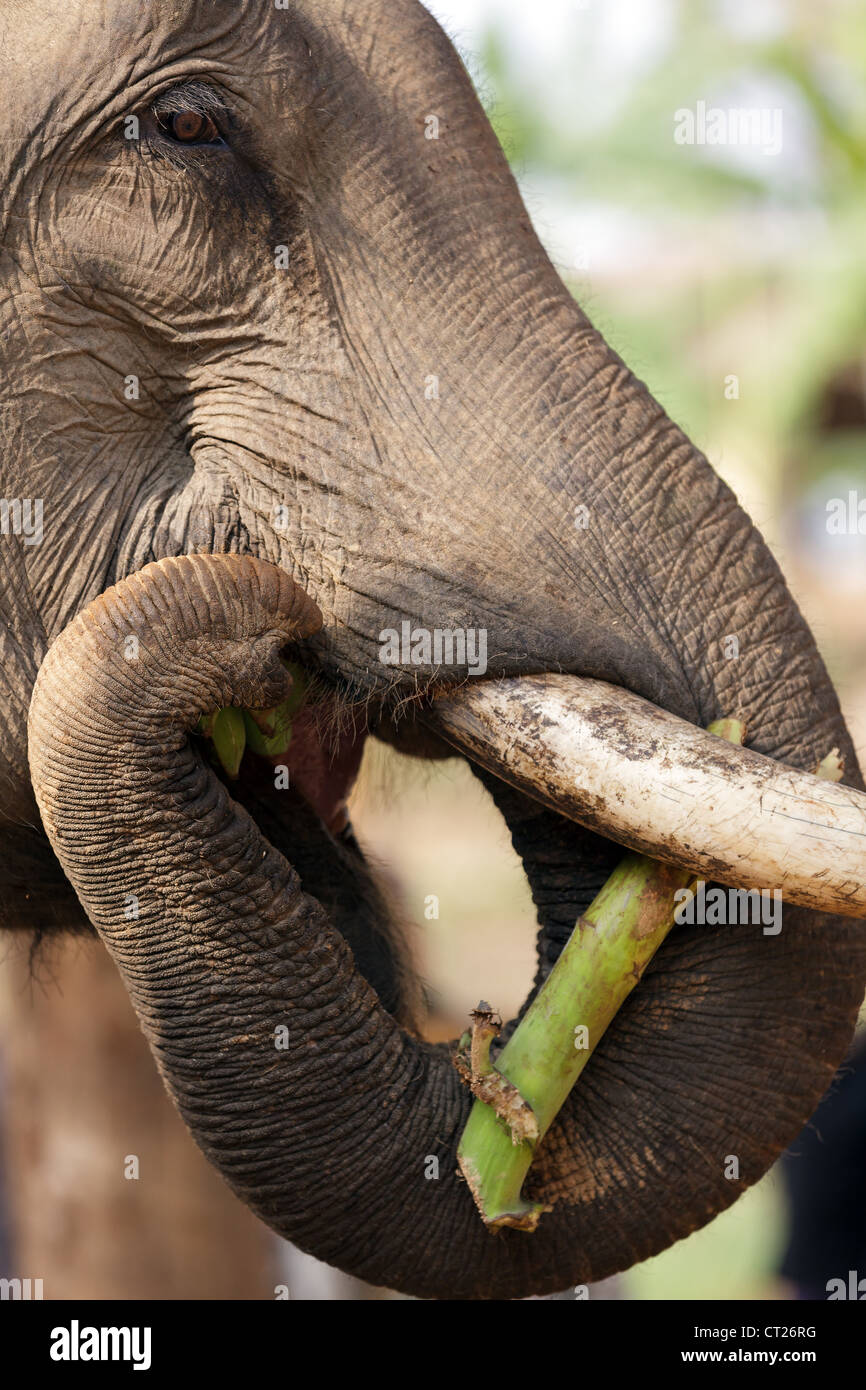 Elephant eating banana hires stock photography and images Alamy