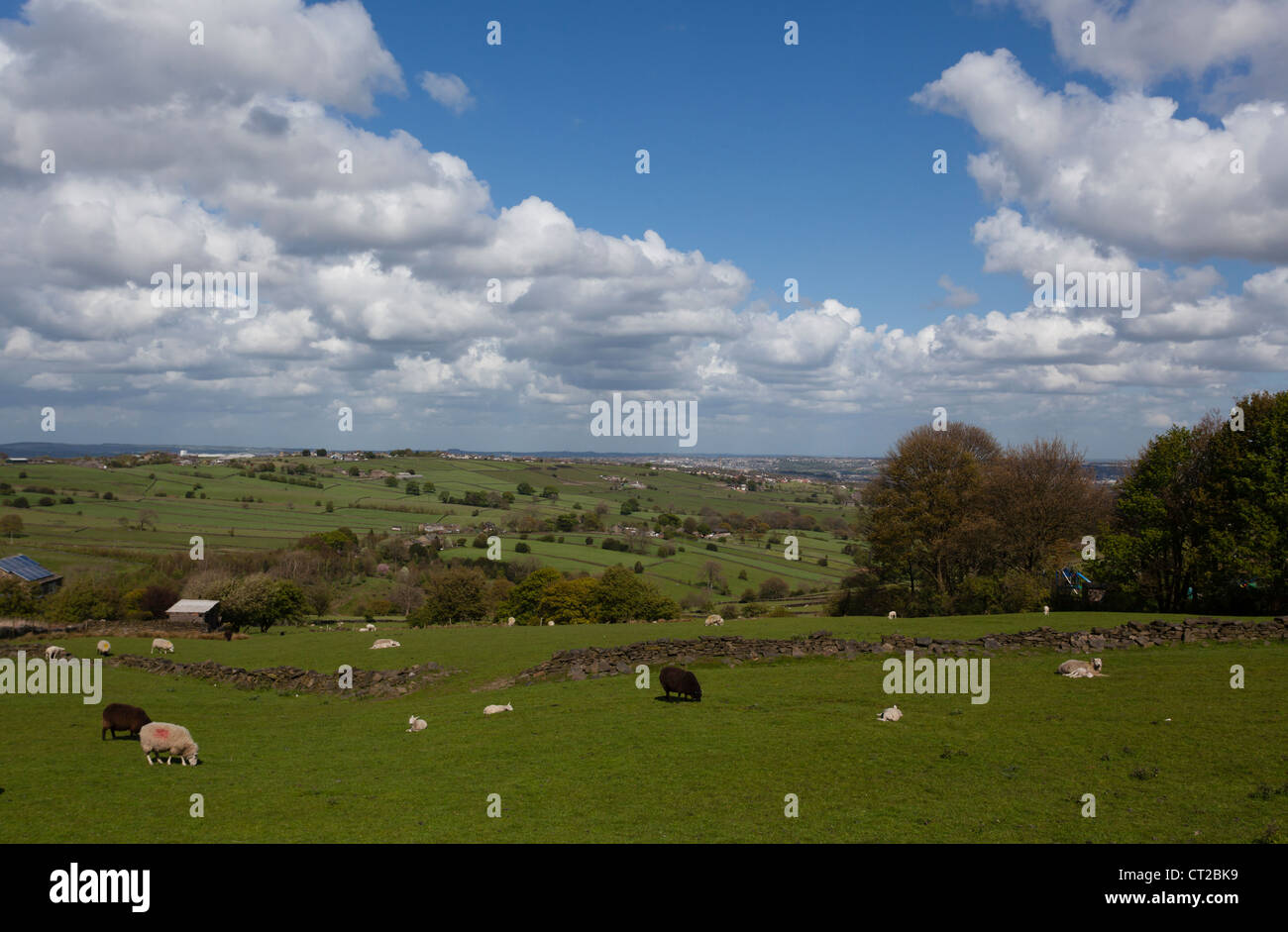 Sheep and lambs grazing in a field, under a blue sky with cumulus ...