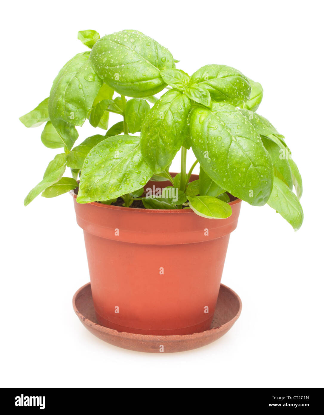Fresh Green Basil in Pot on White Background Stock Photo - Alamy