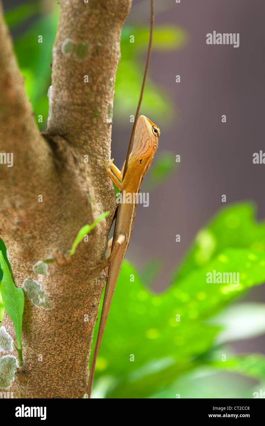 Lizard on the tree branch in tropical forest Stock Photo