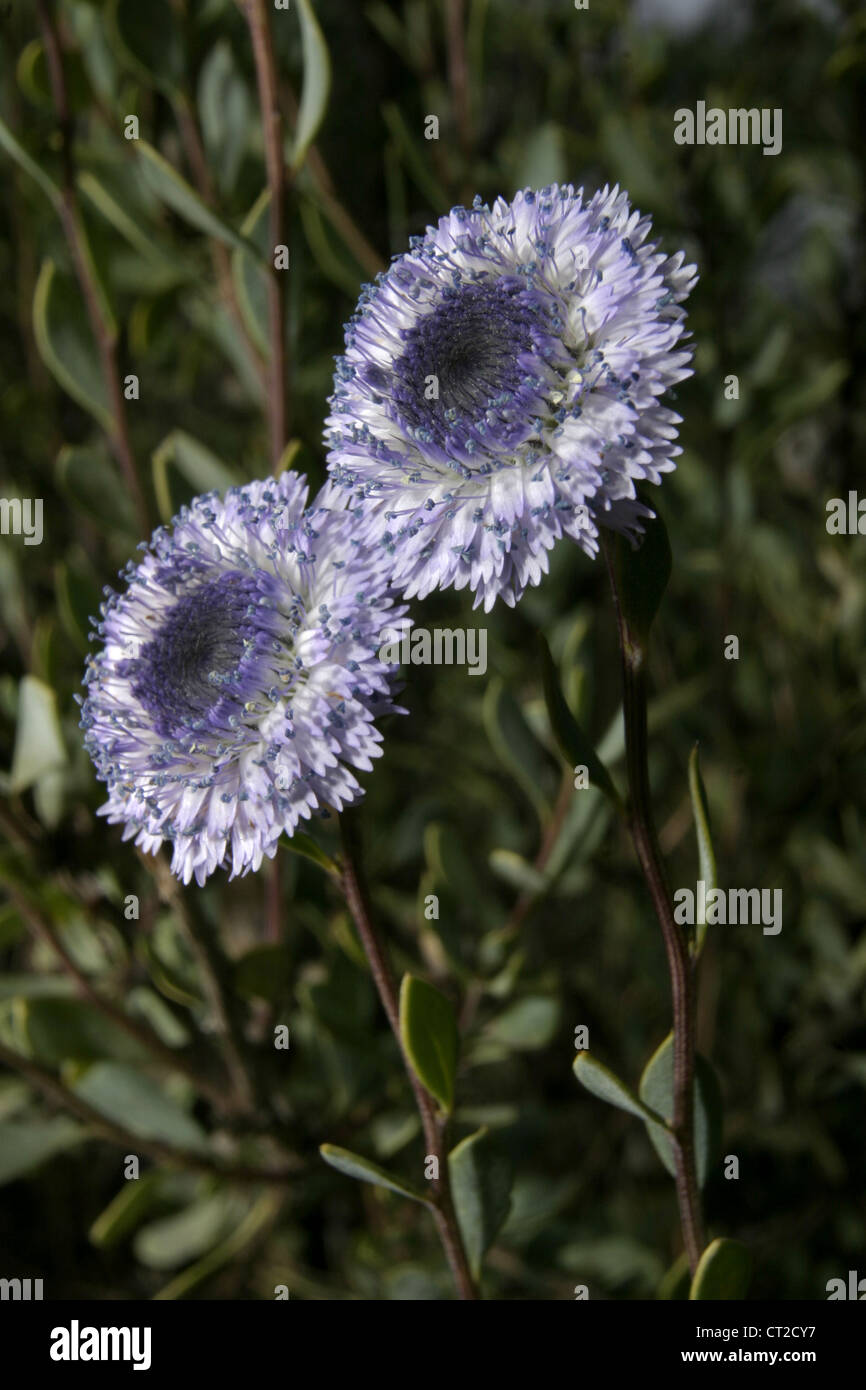 Picture: Steve Race - Globularia (Globularia alypum L.) growing in the pine forests of Catalunya, Spain. Stock Photo