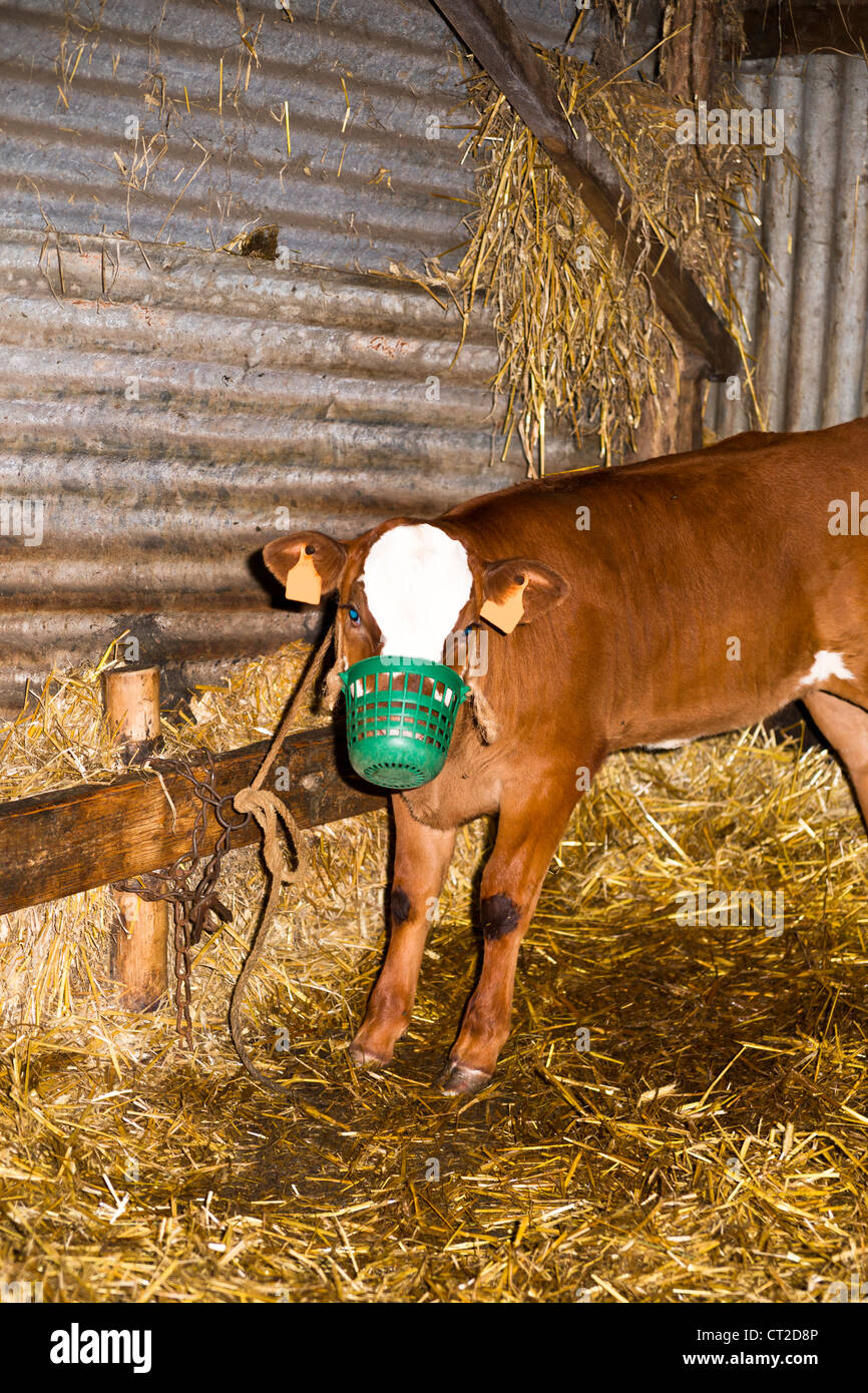 Veal calves are kept in close confinement in the dark and fed nothing