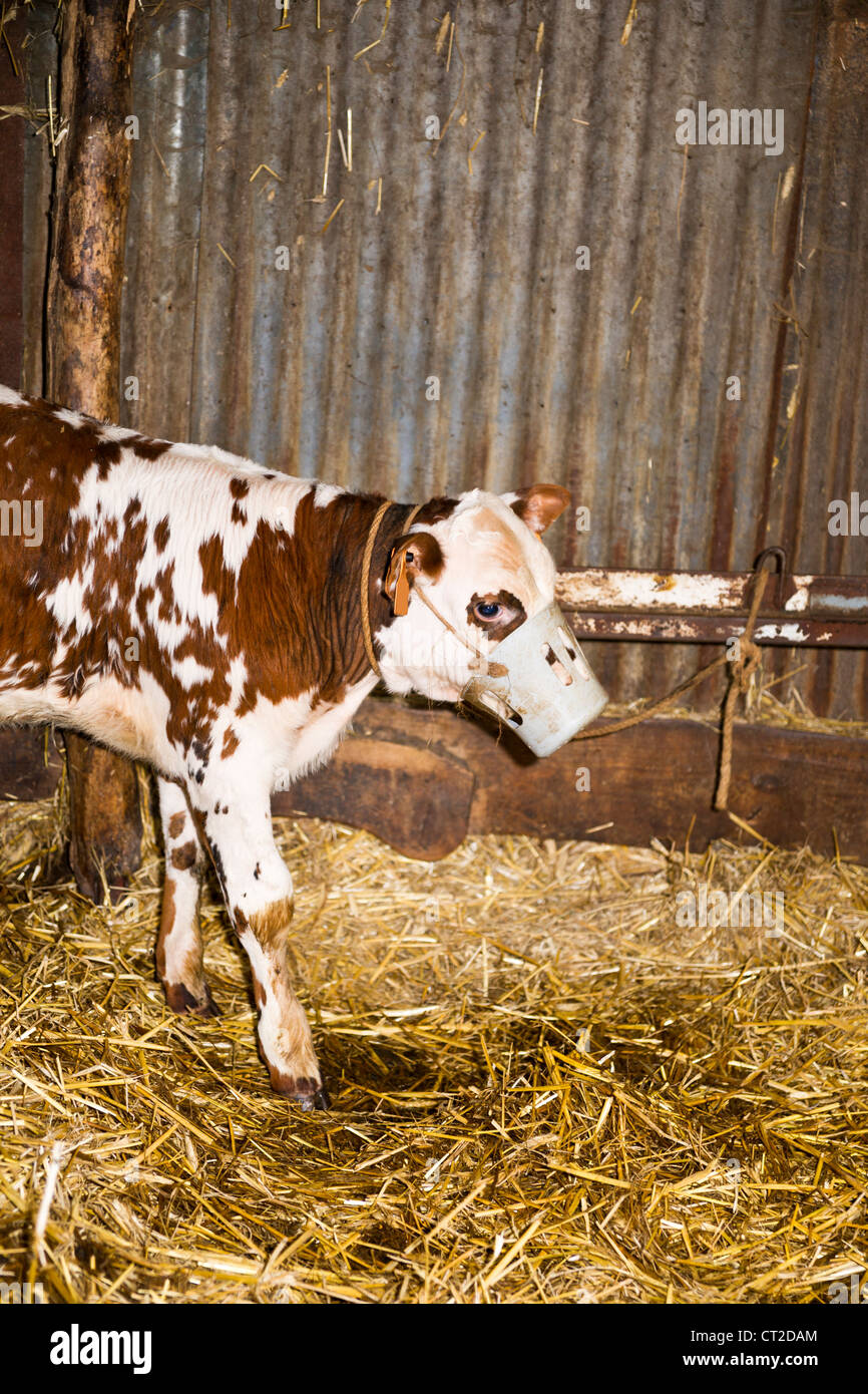 Veal calf hires stock photography and images Alamy
