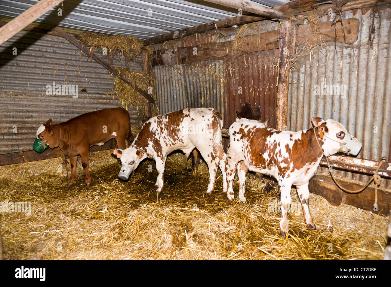 Veal Calves High Resolution Stock Photography and Images Alamy