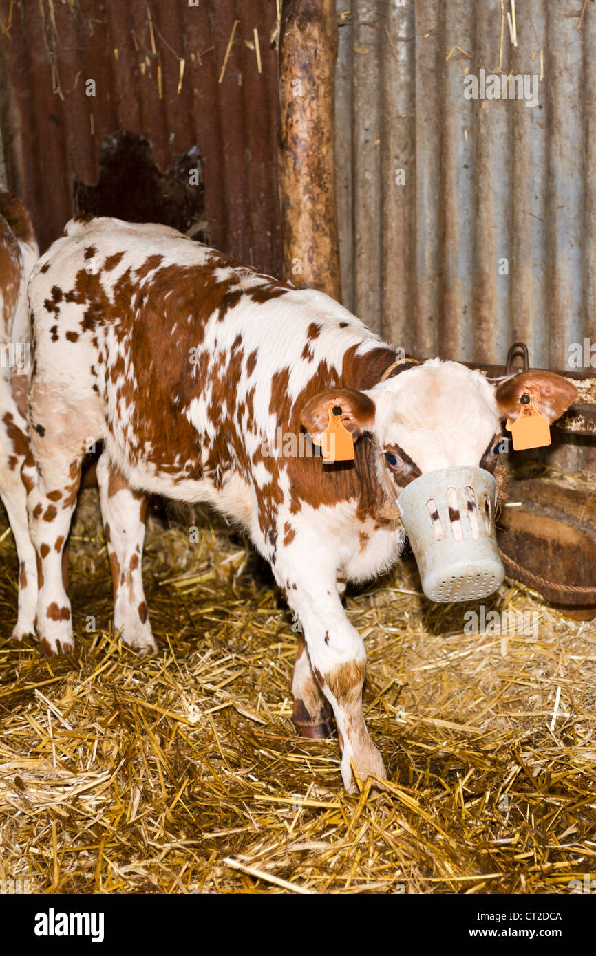 Veal calf hires stock photography and images Alamy