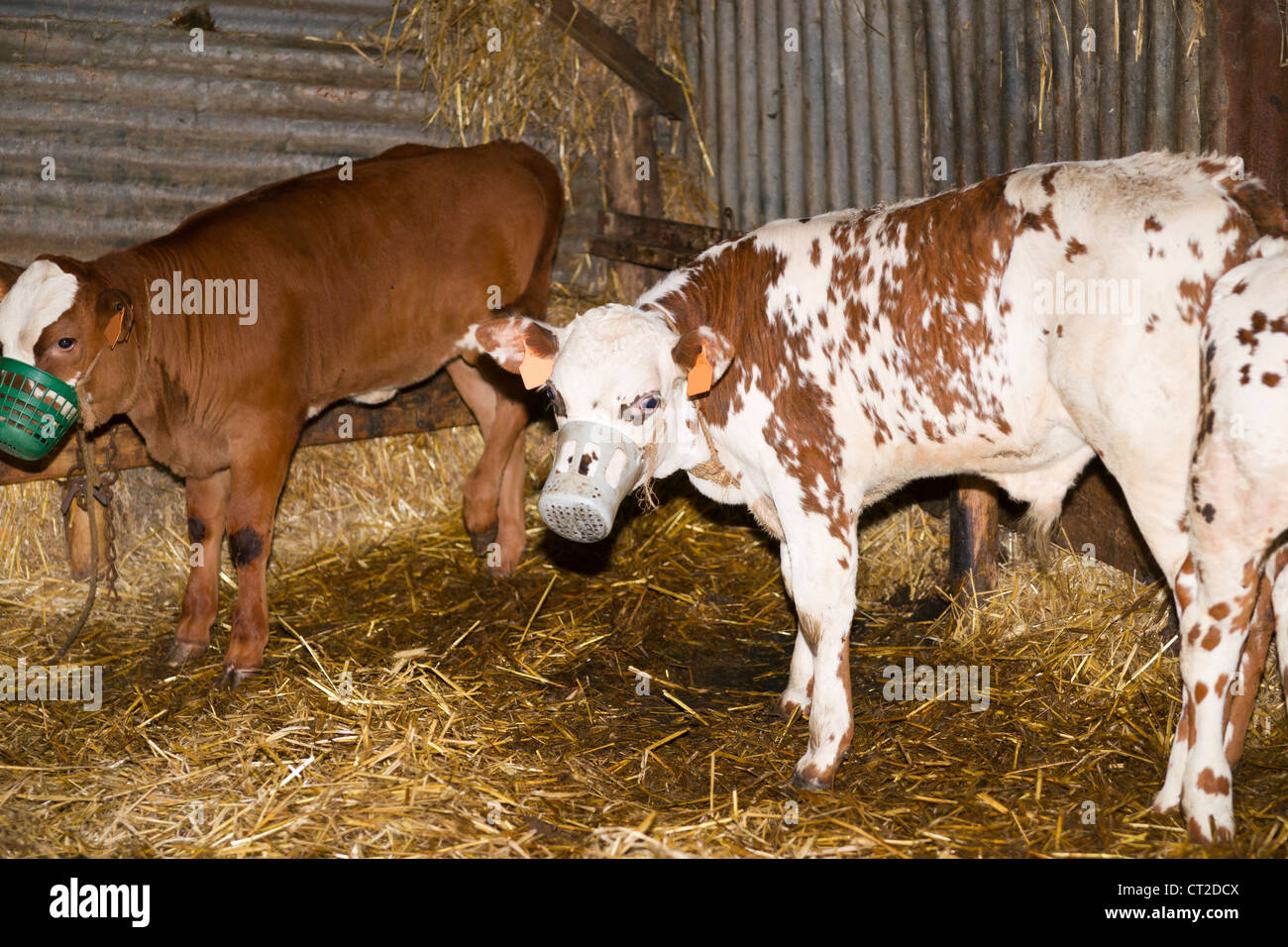 Veal calves are kept in close confinement in the dark and fed nothing