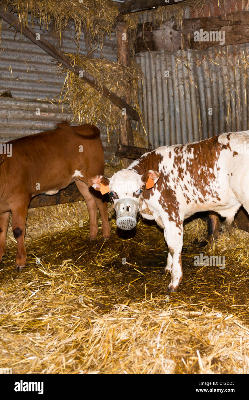 Veal calves are kept in close confinement in the dark and fed nothing