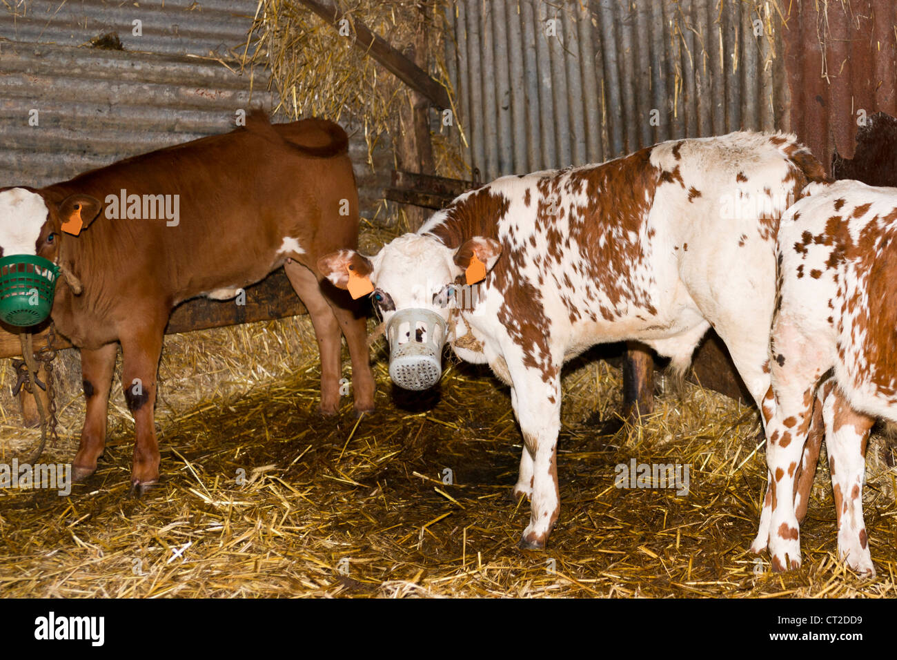 Veal Calves High Resolution Stock Photography and Images Alamy