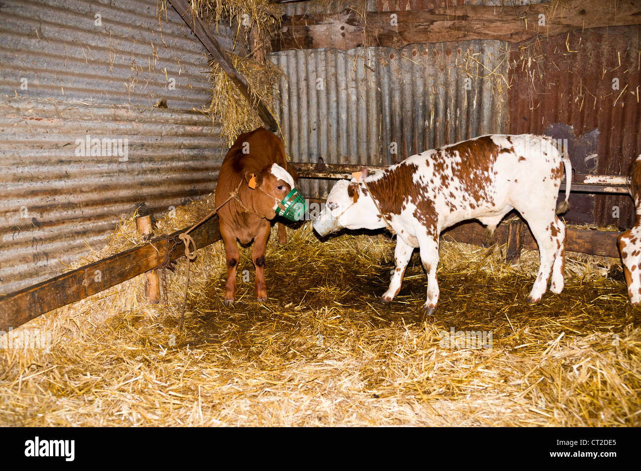Veal Calves High Resolution Stock Photography and Images Alamy