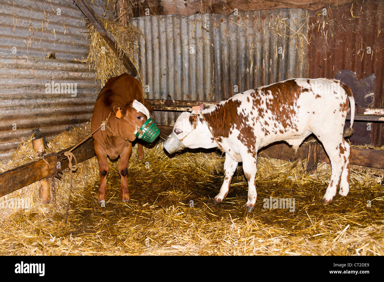 Veal calves are kept in close confinement in the dark and fed nothing