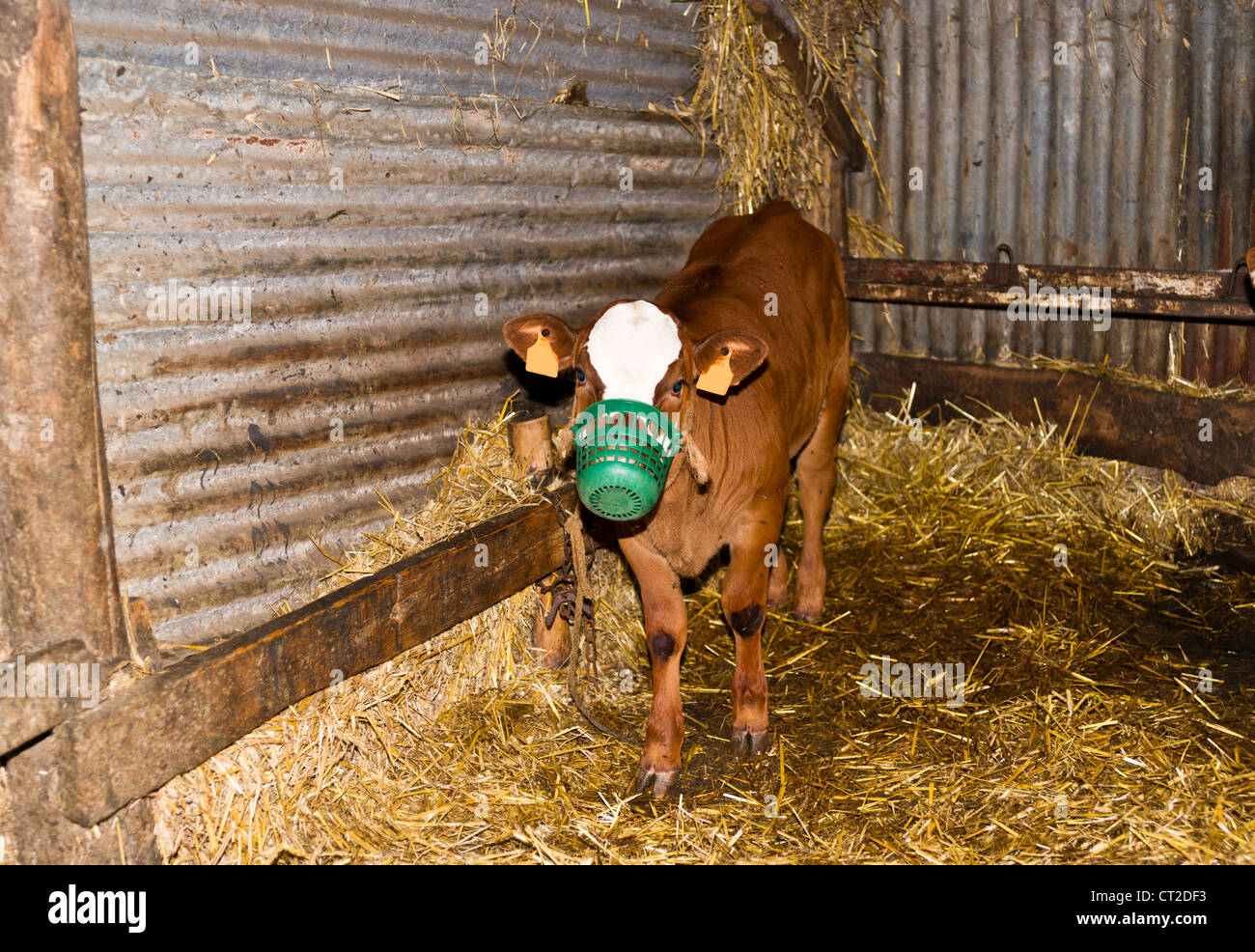 Veal calf hires stock photography and images Alamy