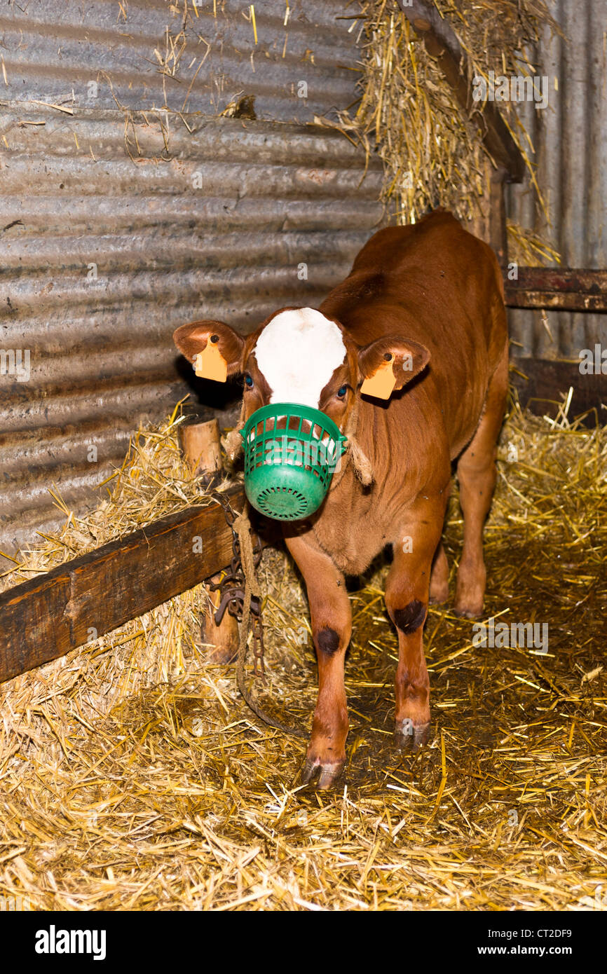 French veal calves hires stock photography and images Alamy