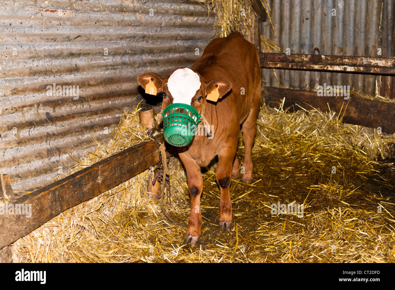 Veal calves are kept in close confinement in the dark and fed nothing