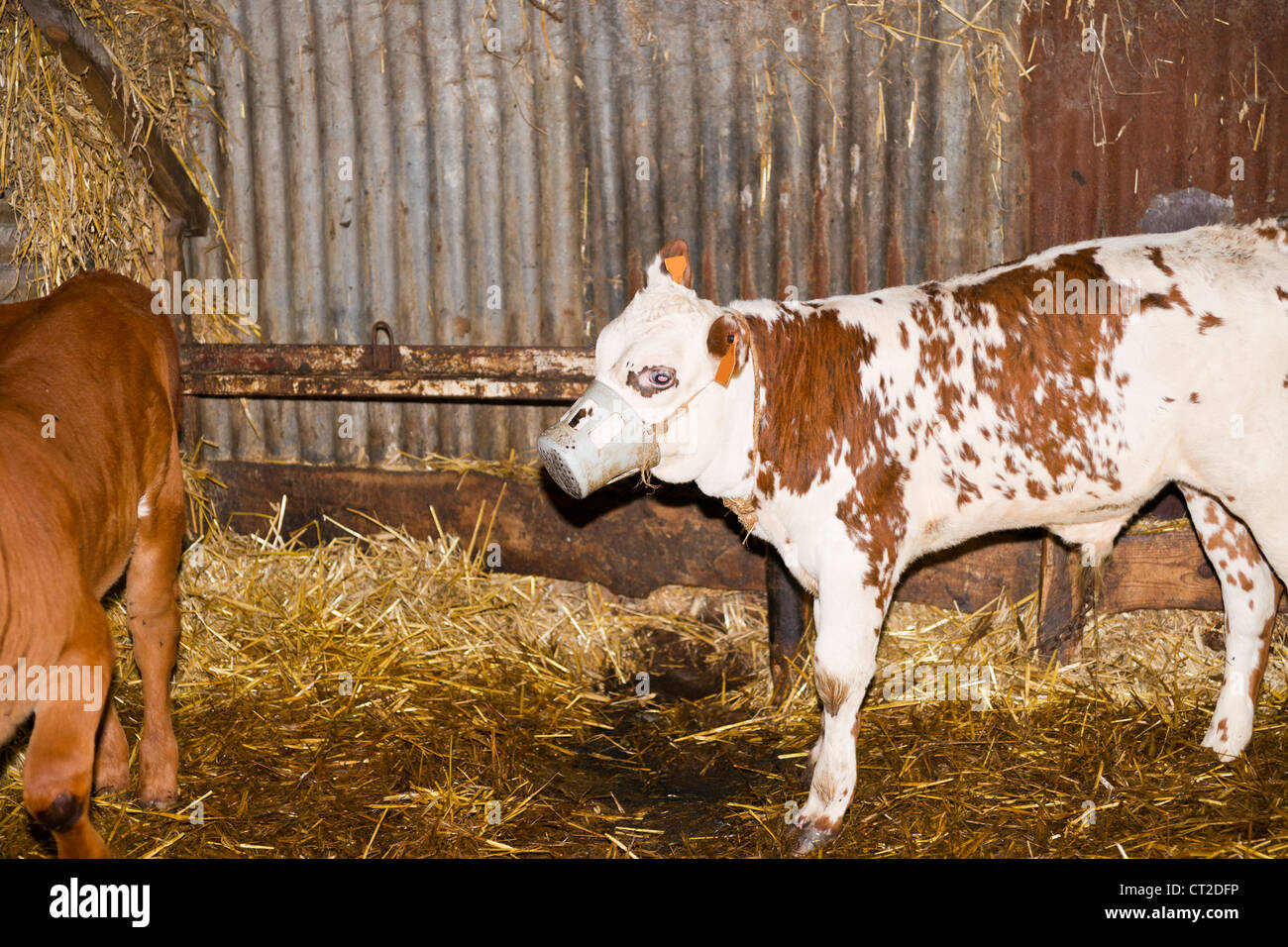 Veal calf hires stock photography and images Alamy