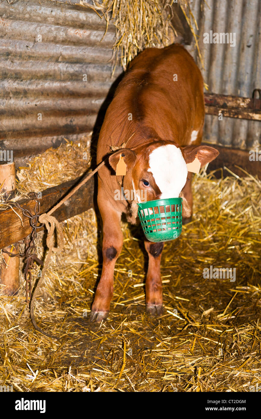 Veal calves are kept in close confinement in the dark and fed nothing