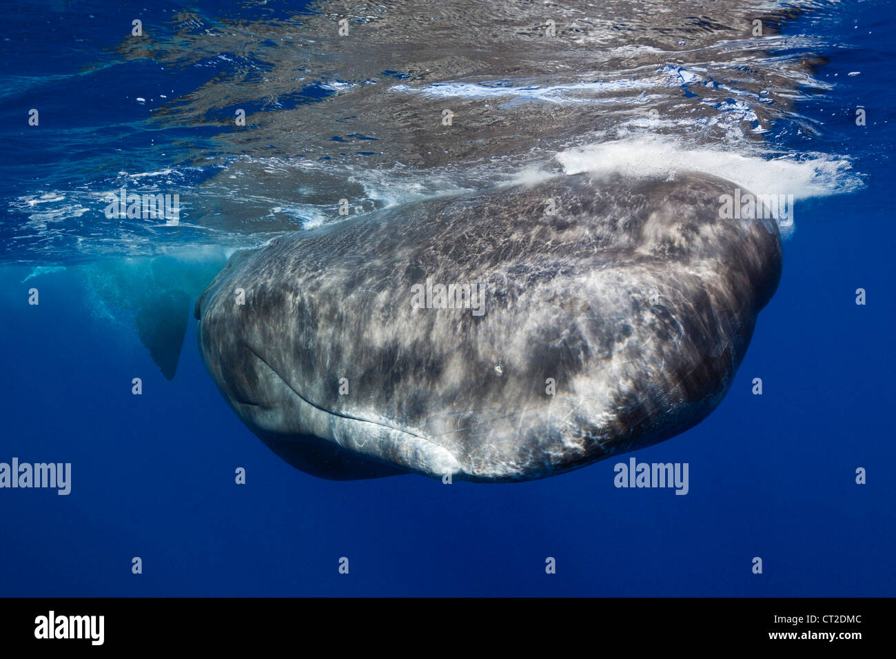 sperm-whale-physeter-macrocephalus-caribbean-sea-dominica-stock