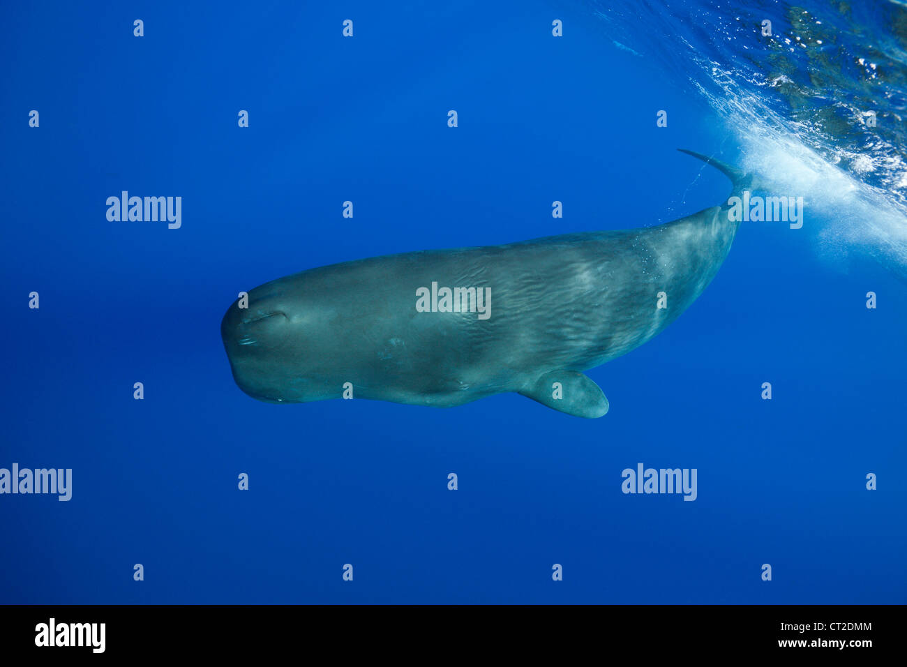 Sperm Whale Physeter Macrocephalus Caribbean Sea Dominica Stock sperm-whale-physeter-macrocephalus-caribbean-sea-dominica-stock