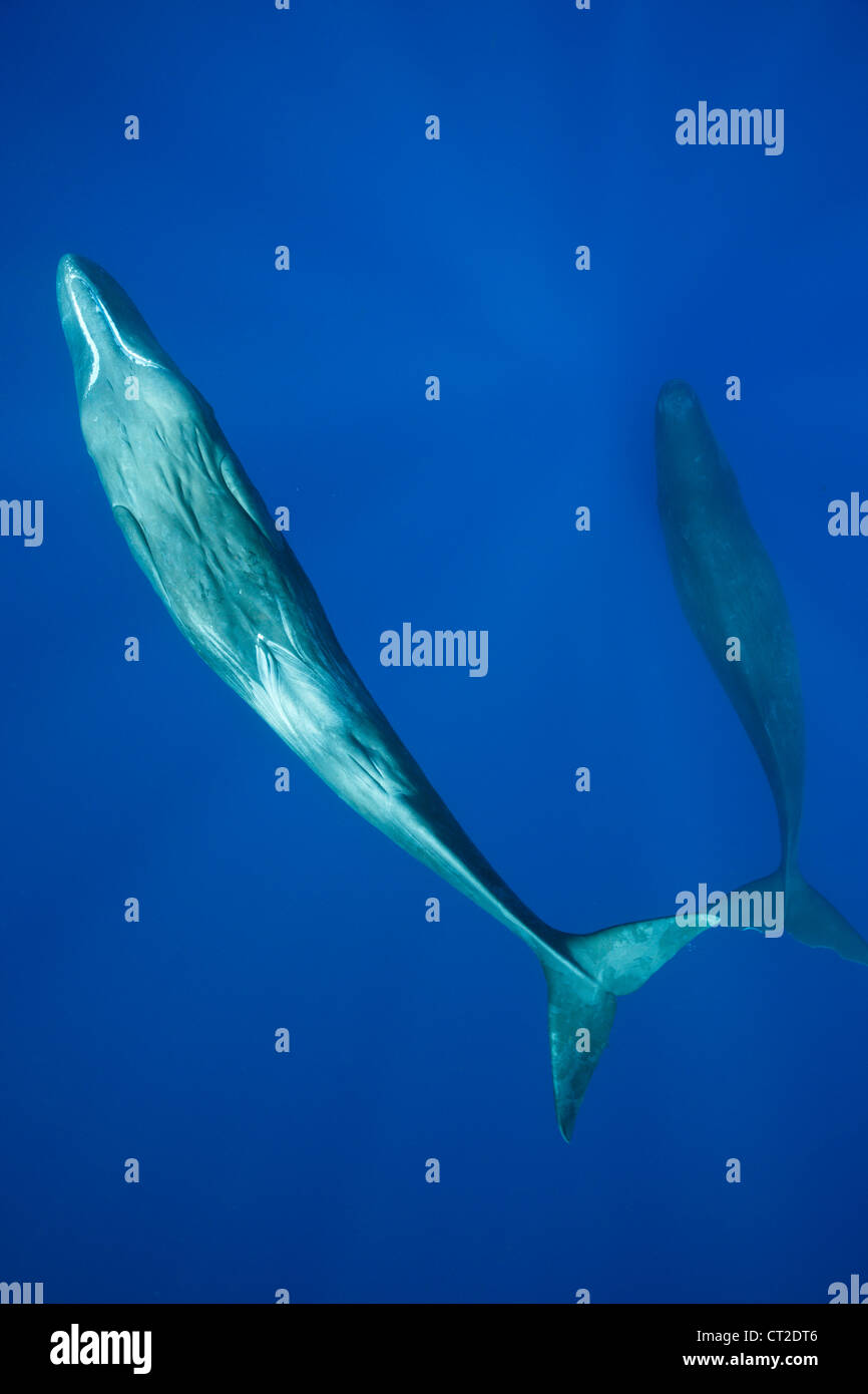 Sperm Whale, Physeter macrocephalus, Caribbean Sea, Dominica Stock Photo