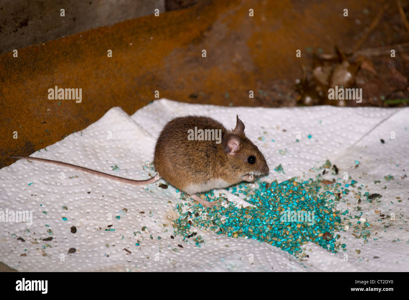 A mouse eating poison bait. Stock Photo