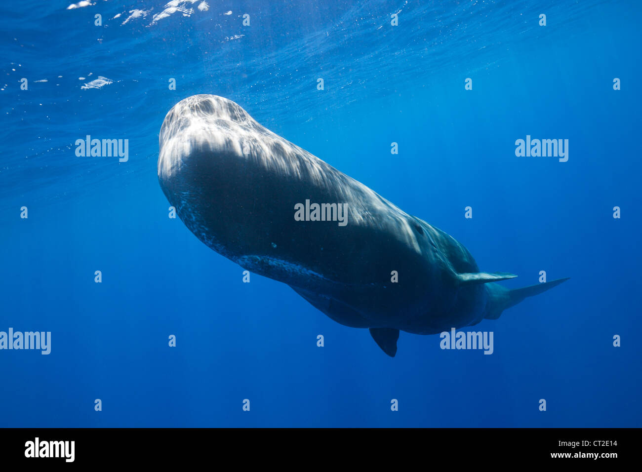 sperm-whale-physeter-macrocephalus-caribbean-sea-dominica-stock
