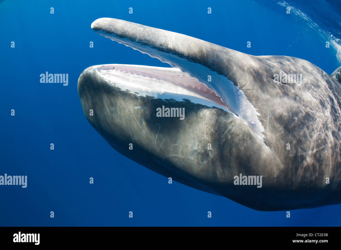 Sperm Whale, Physeter macrocephalus, Caribbean Sea, Dominica Stock ...