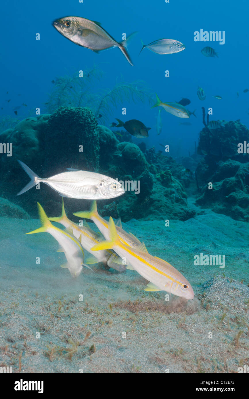 Yellowfin Goatfishes, Mulloidichthys martinicus, Caribbean Sea, Dominica Stock Photo