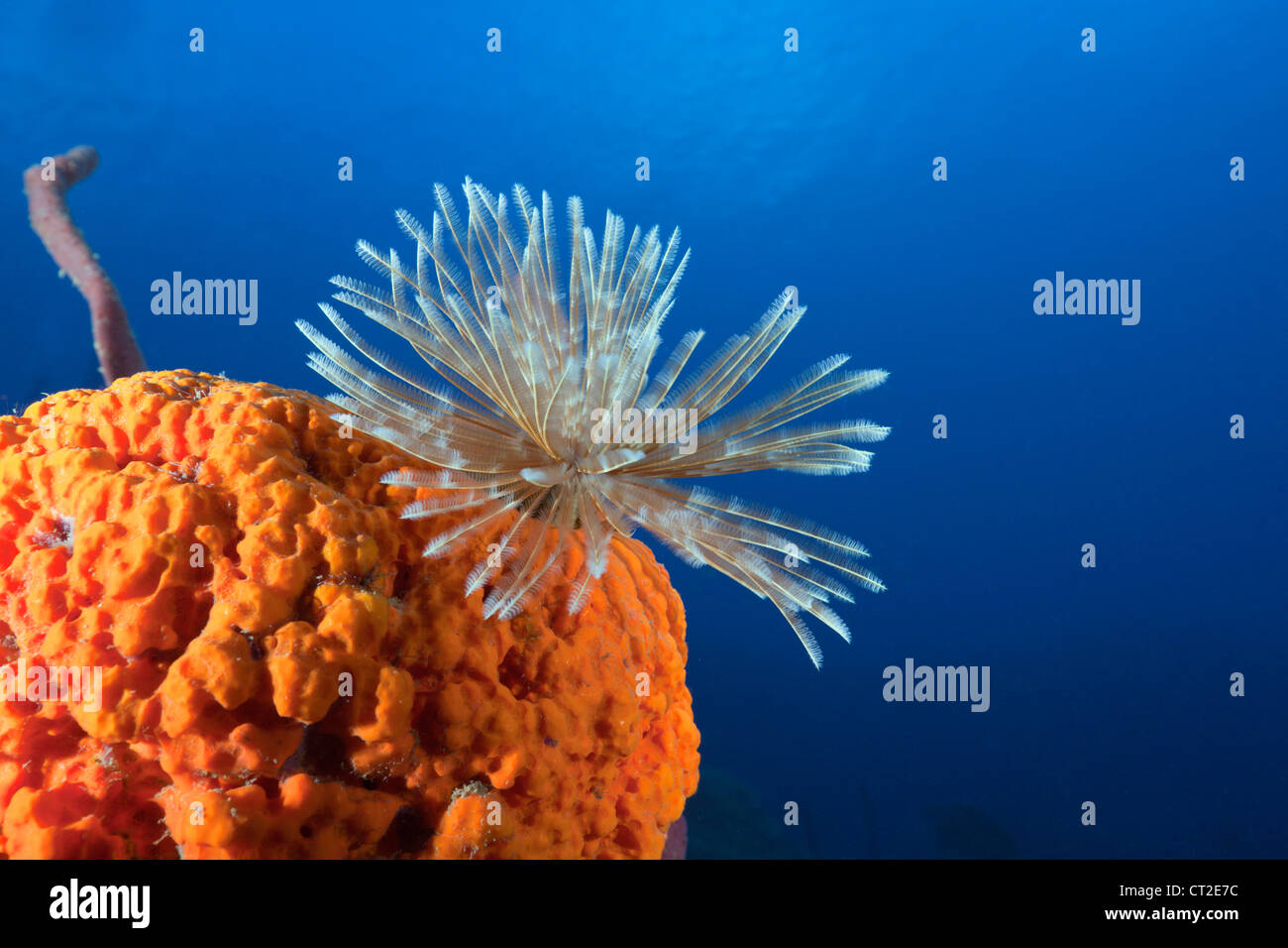 Fan Worm on red Sponge, Spirographis sp., Caribbean Sea, Dominica Stock Photo