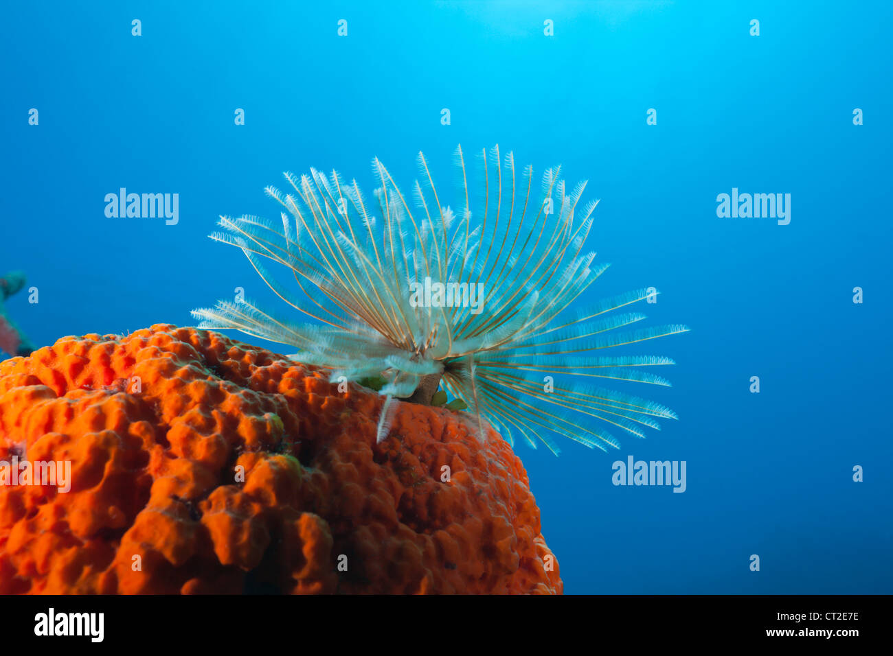 Fan Worm on red Sponge, Spirographis sp., Caribbean Sea, Dominica Stock Photo