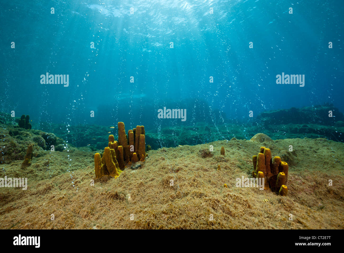 Volcanic Air Bubbles at Champagne Beach, Caribbean Sea, Dominica Stock Photo