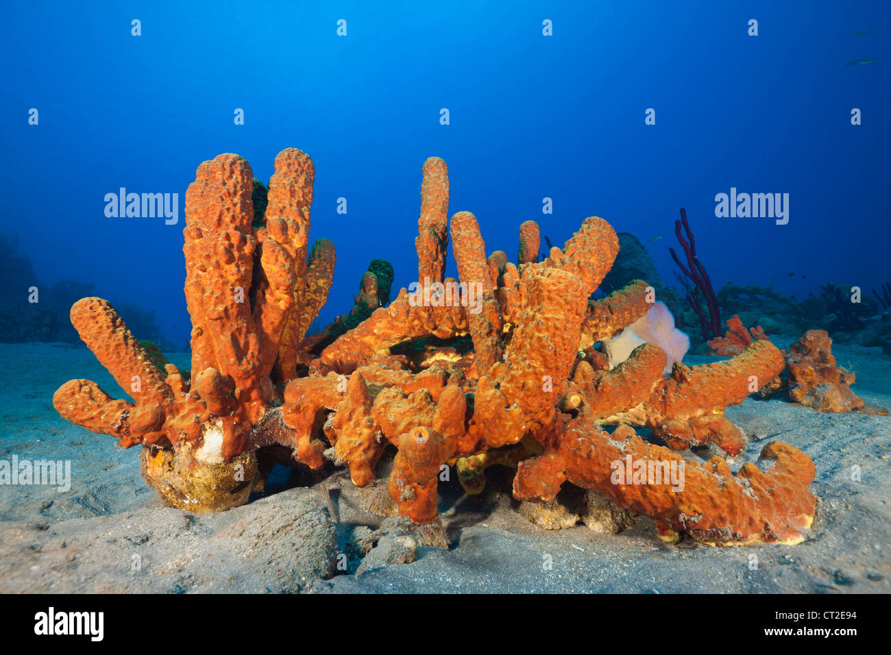 Tube Sponges in Coral Reef, Aplysina fistularis, Caribbean Sea