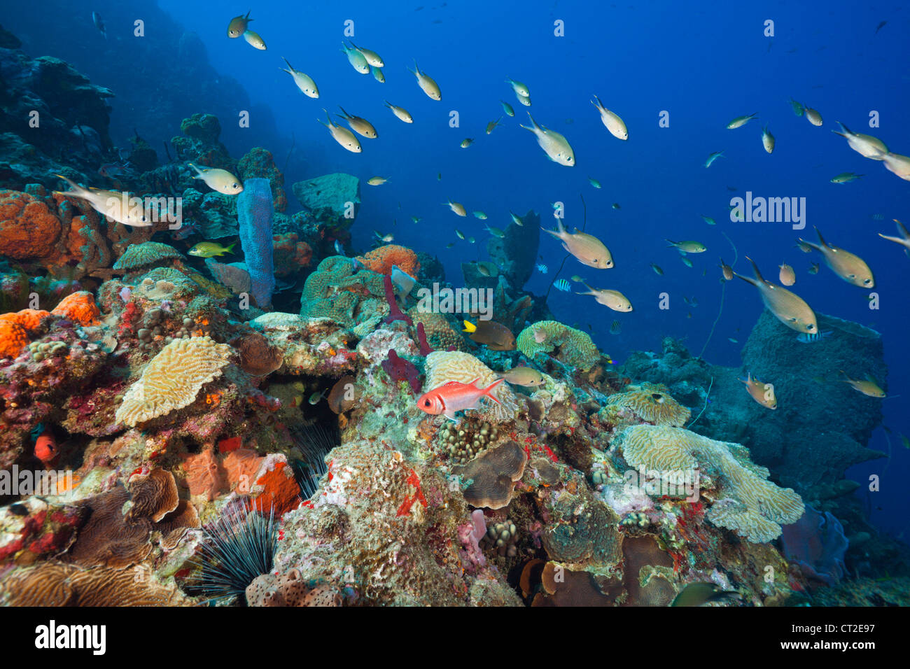 Caribbean Coral Reef, Caribbean Sea, Dominica Stock Photo