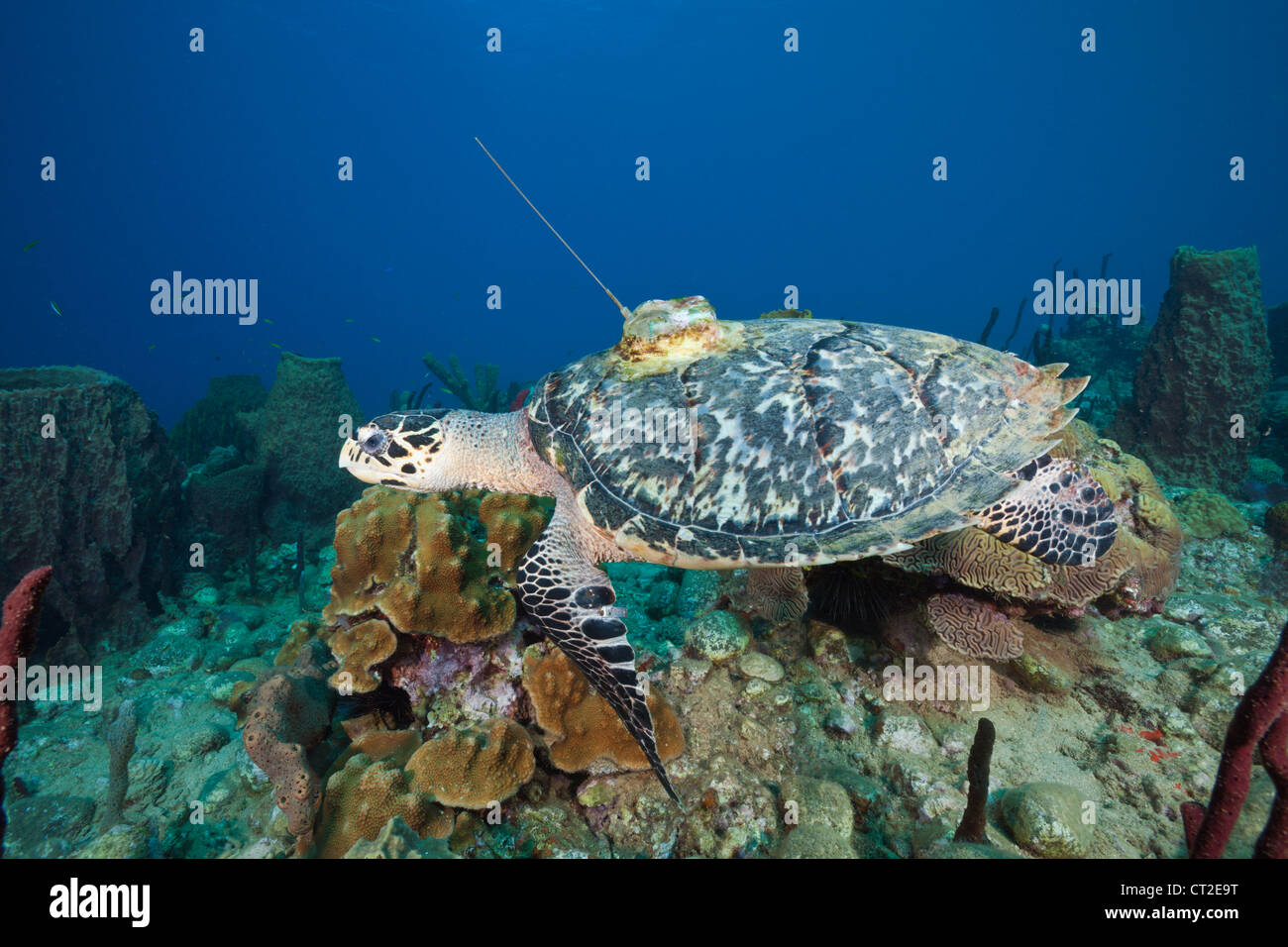 Hawksbill Turtle tagged with Transmitter, Eretmochelys imbriocota, Caribbean Sea, Dominica Stock Photo