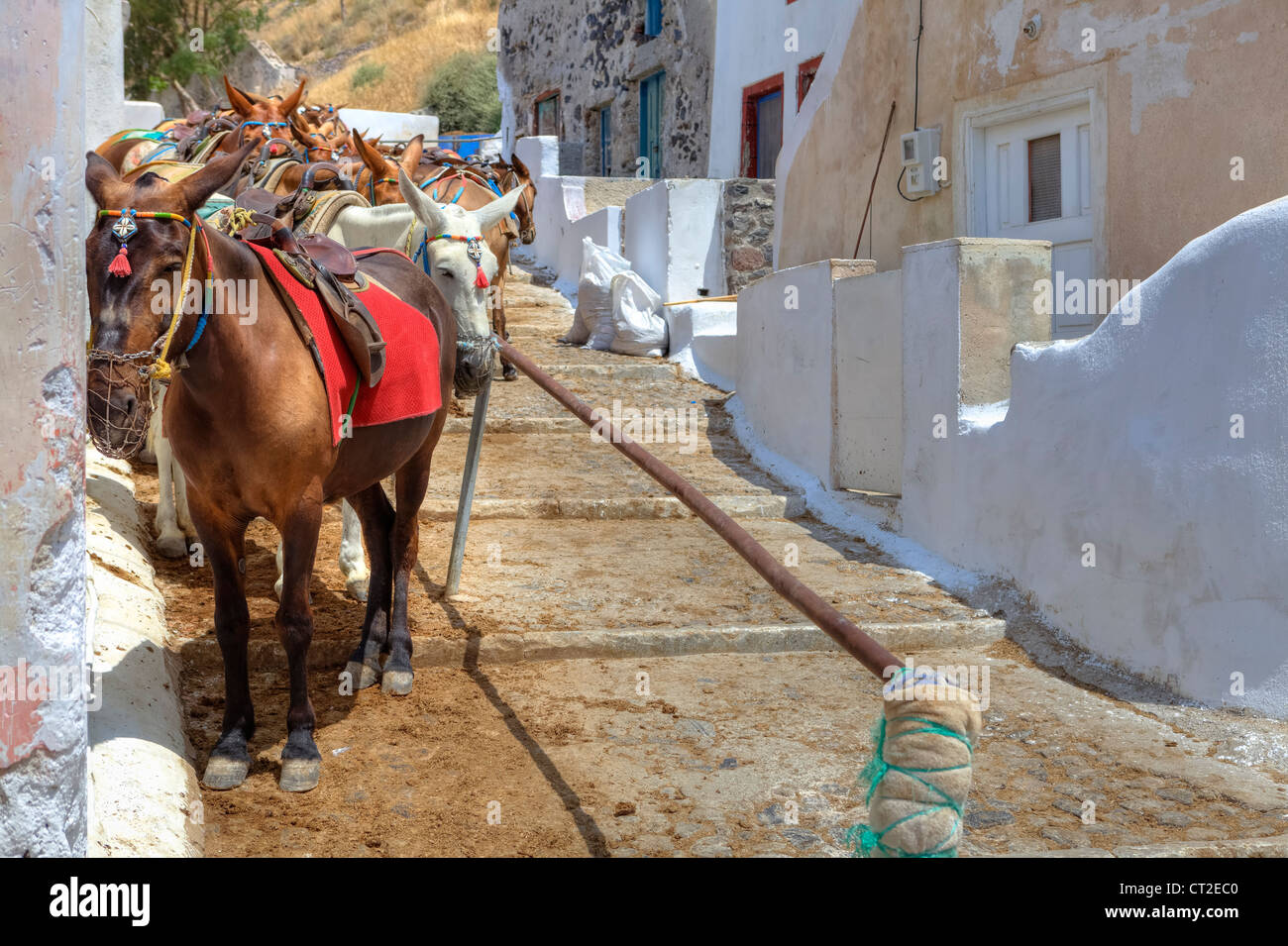 Mules waiting for tourists in the old port of Fira, Santorini, Greece Stock  Photo - Alamy