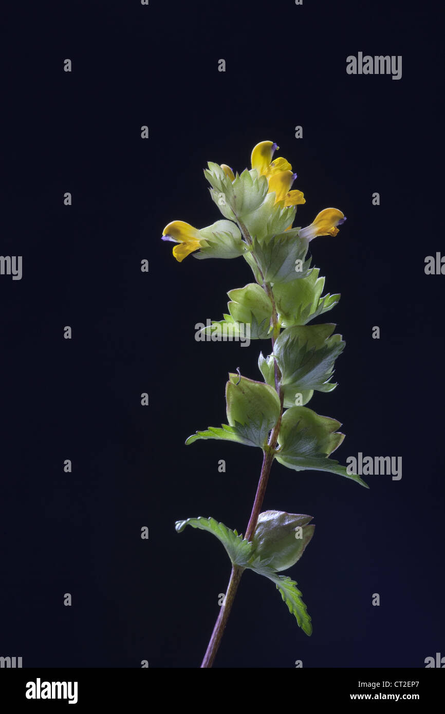 Yellow rattle seeds hires stock photography and images Alamy