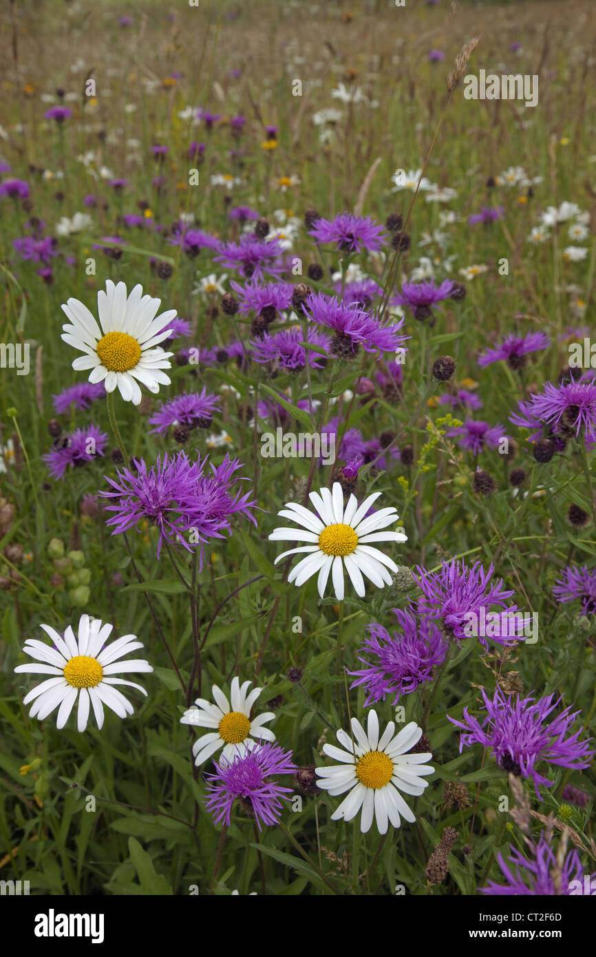 Ox-eye Daises and Common Knapweed in hay meadow Wensum Valley Norfolk Stock Photo