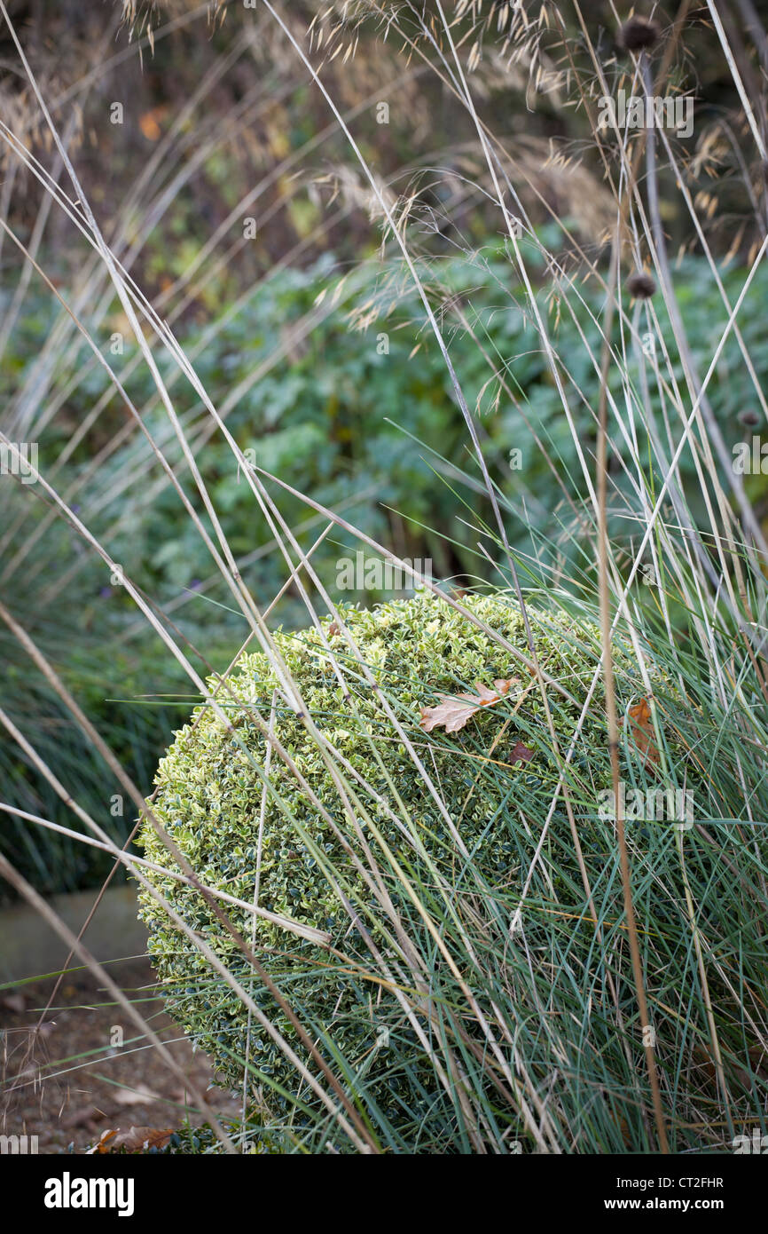 East Ruston Old Vicarage Gardens, Norfolk, Winter (Alan Gray and Graham Robeson). Seedheads and topiary box ball Stock Photo