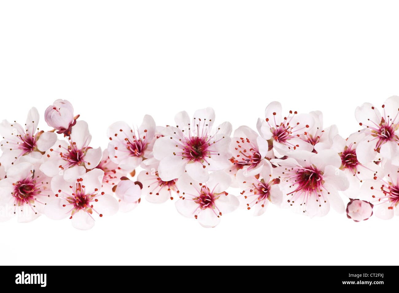 Cherry Blossom Border Background