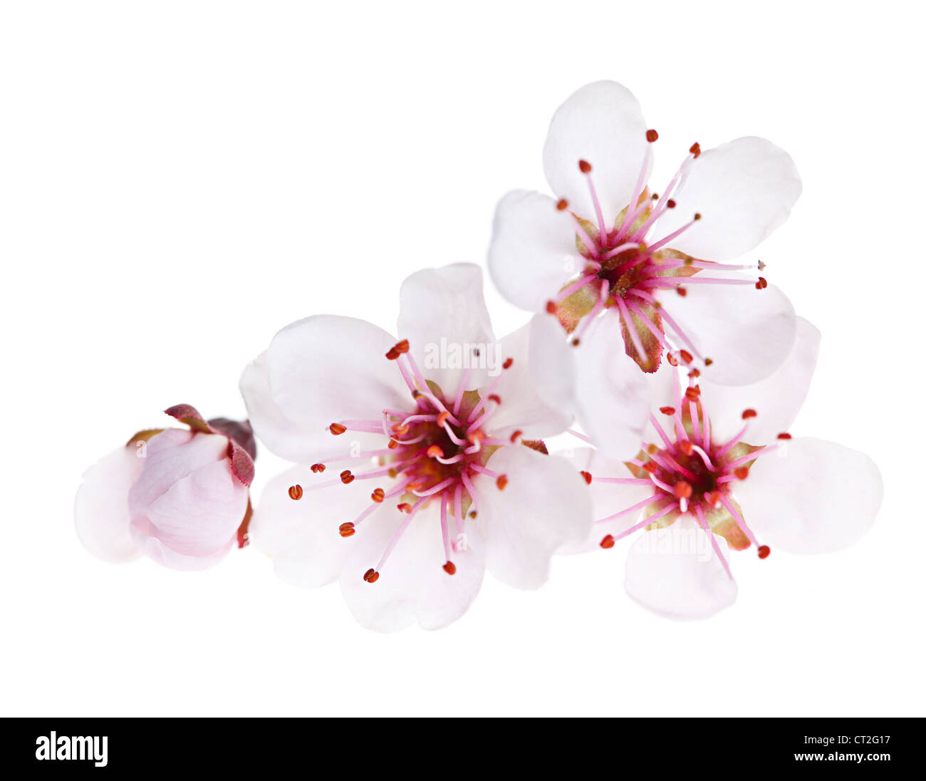 Cherry blossom flowers close up isolated on white background Stock