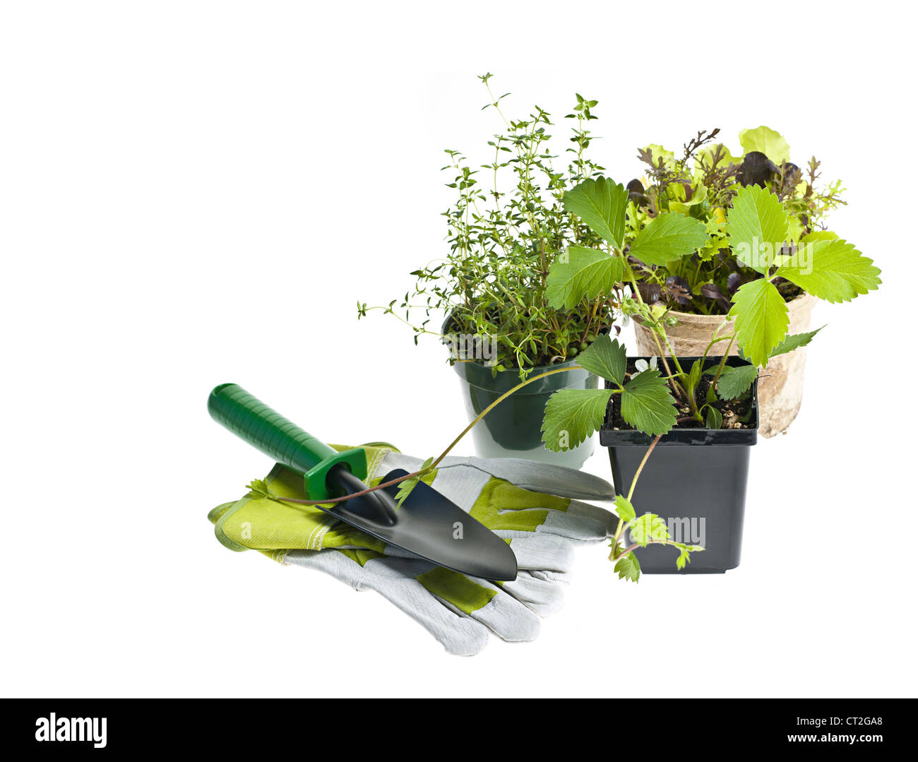 Plants and seedlings in pots with gardening tools isolated on white Stock Photo