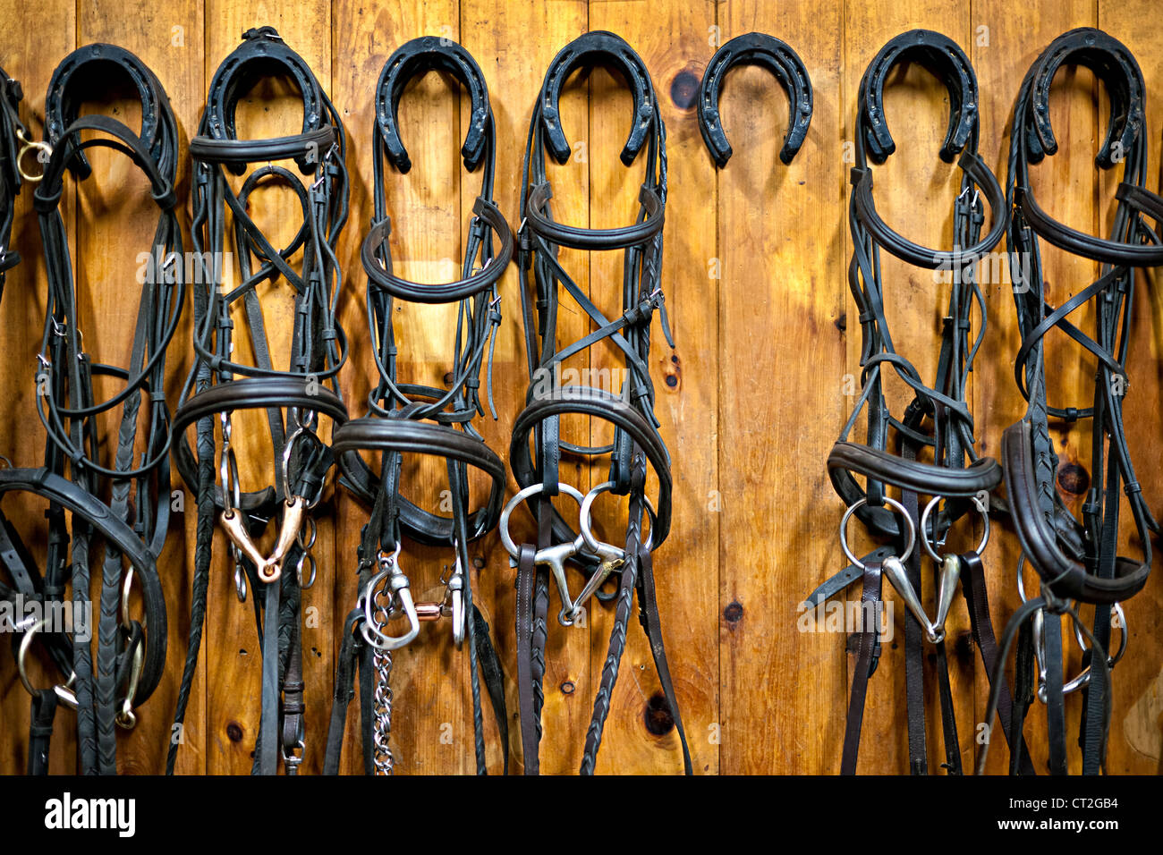 Leather horse bridles and bits hanging on wall of stable with one missing Stock Photo