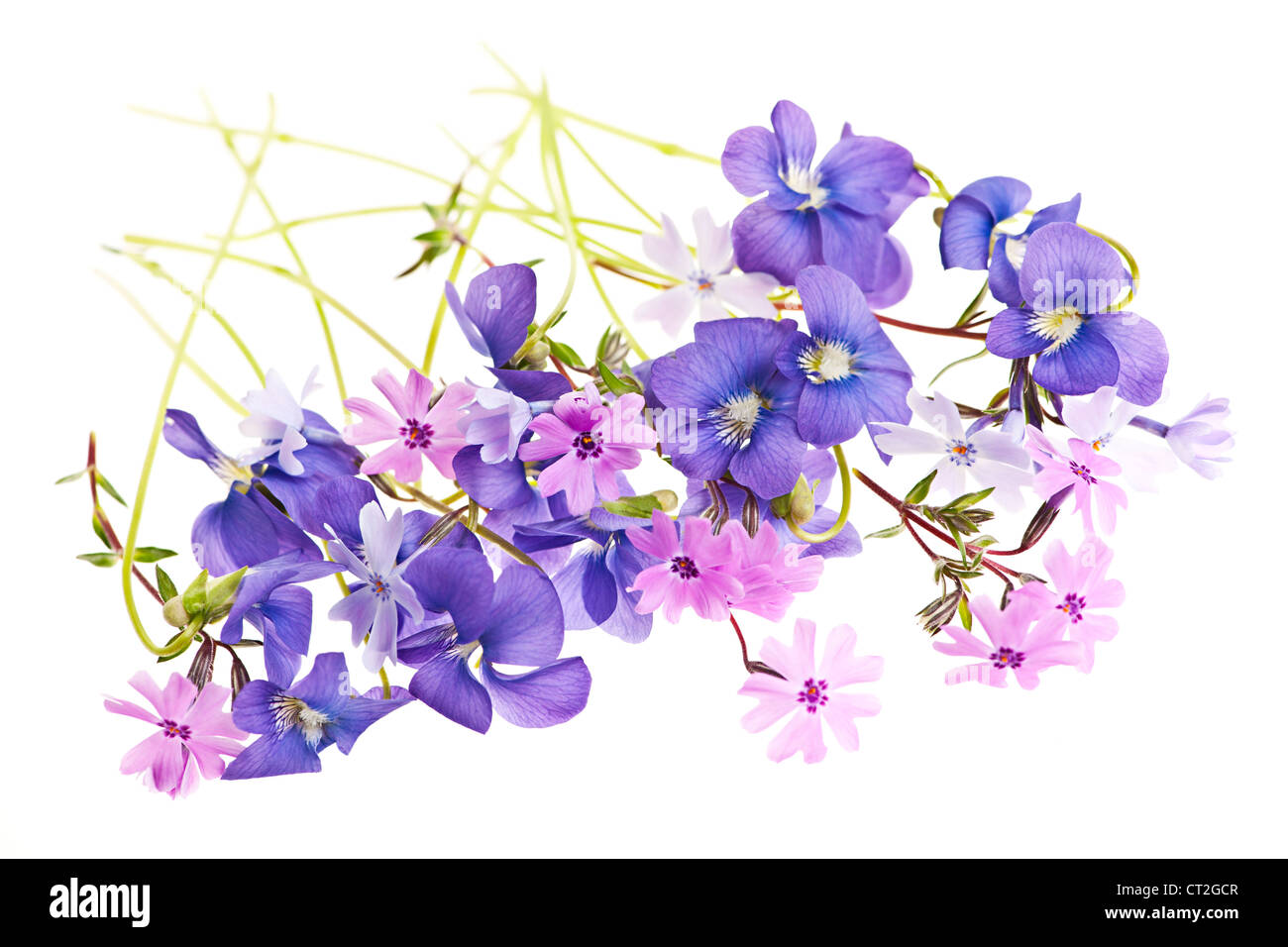 Purple violets and moss pink spring flowers arrangement isolated on white background Stock Photo