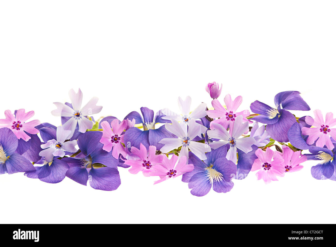 Arrangement of purple violets and moss pink flowers isolated on white background Stock Photo