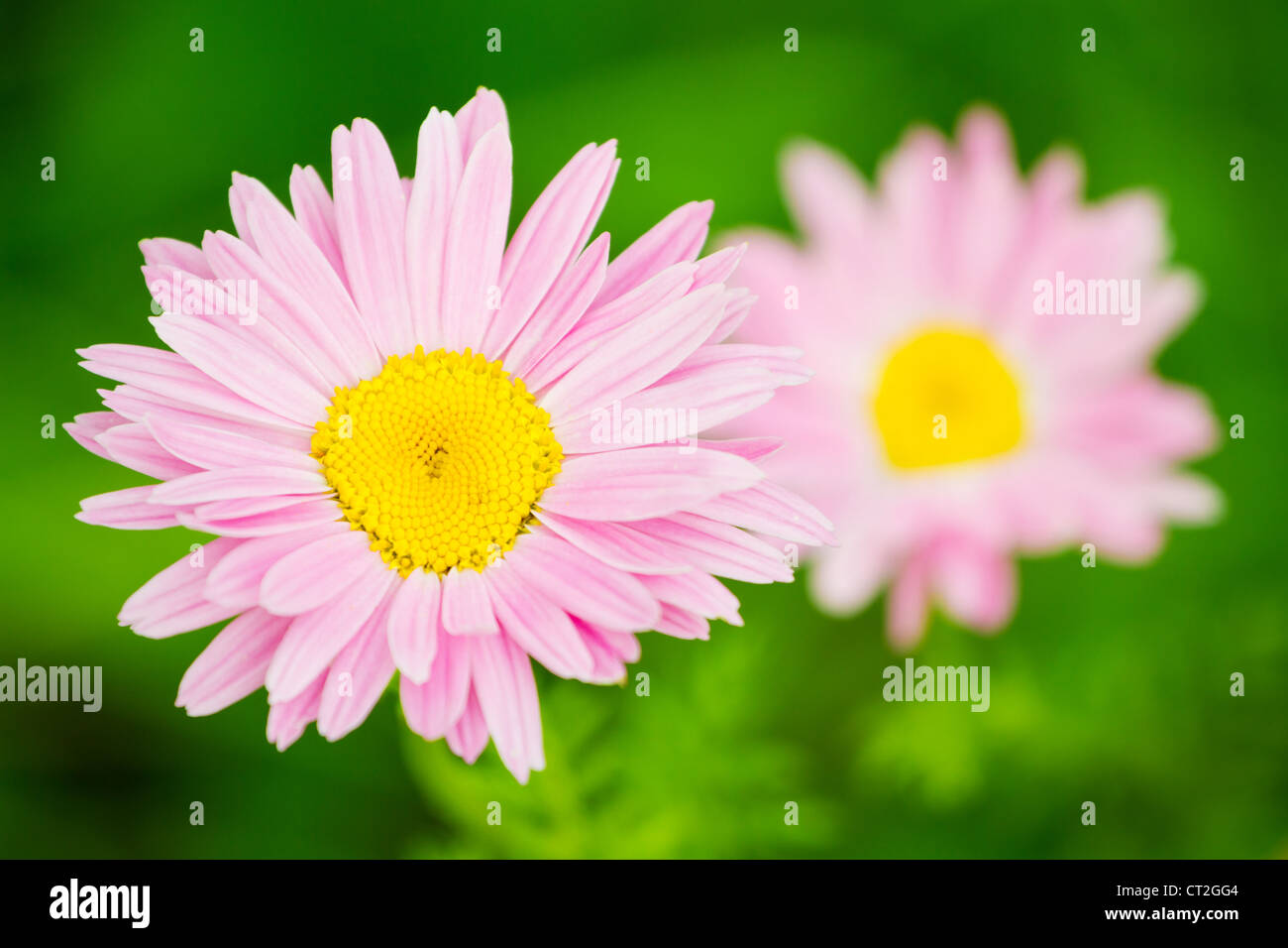 Pink daisy flower closeup (Pink Pyrethrum) Stock Photo