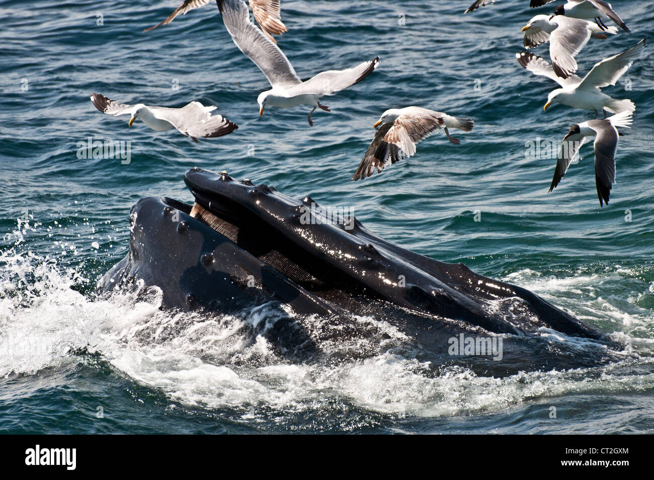 Humpback Whale (Megaptera novaeangliae) Stock Photo